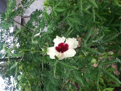 Imagem de Hibiscus cannabinus L.