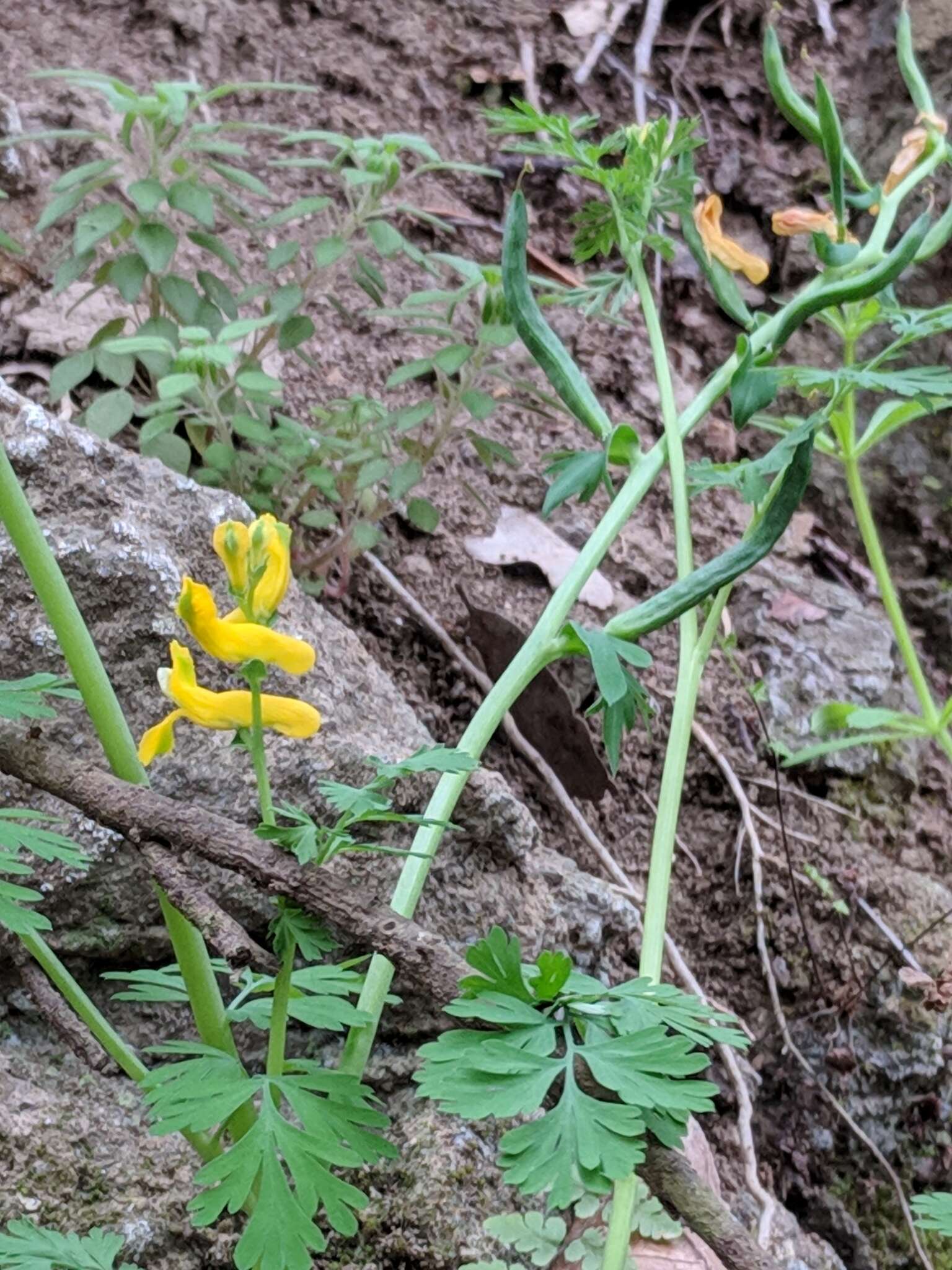 Image de Corydalis curvisiliqua Engelm. ex A. Gray