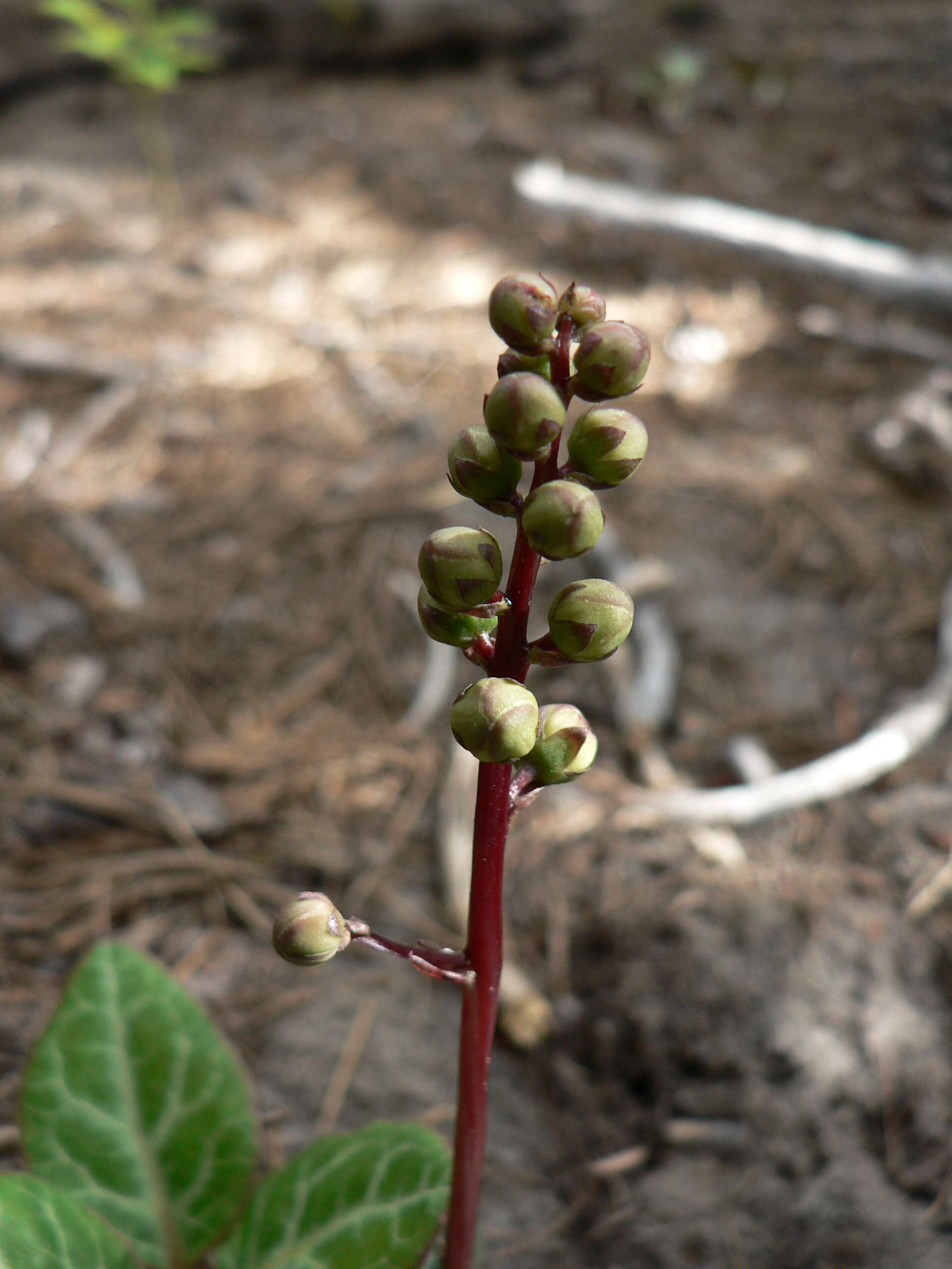 Image of whiteveined wintergreen