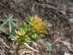 Image de Sedum lanceolatum Torr.