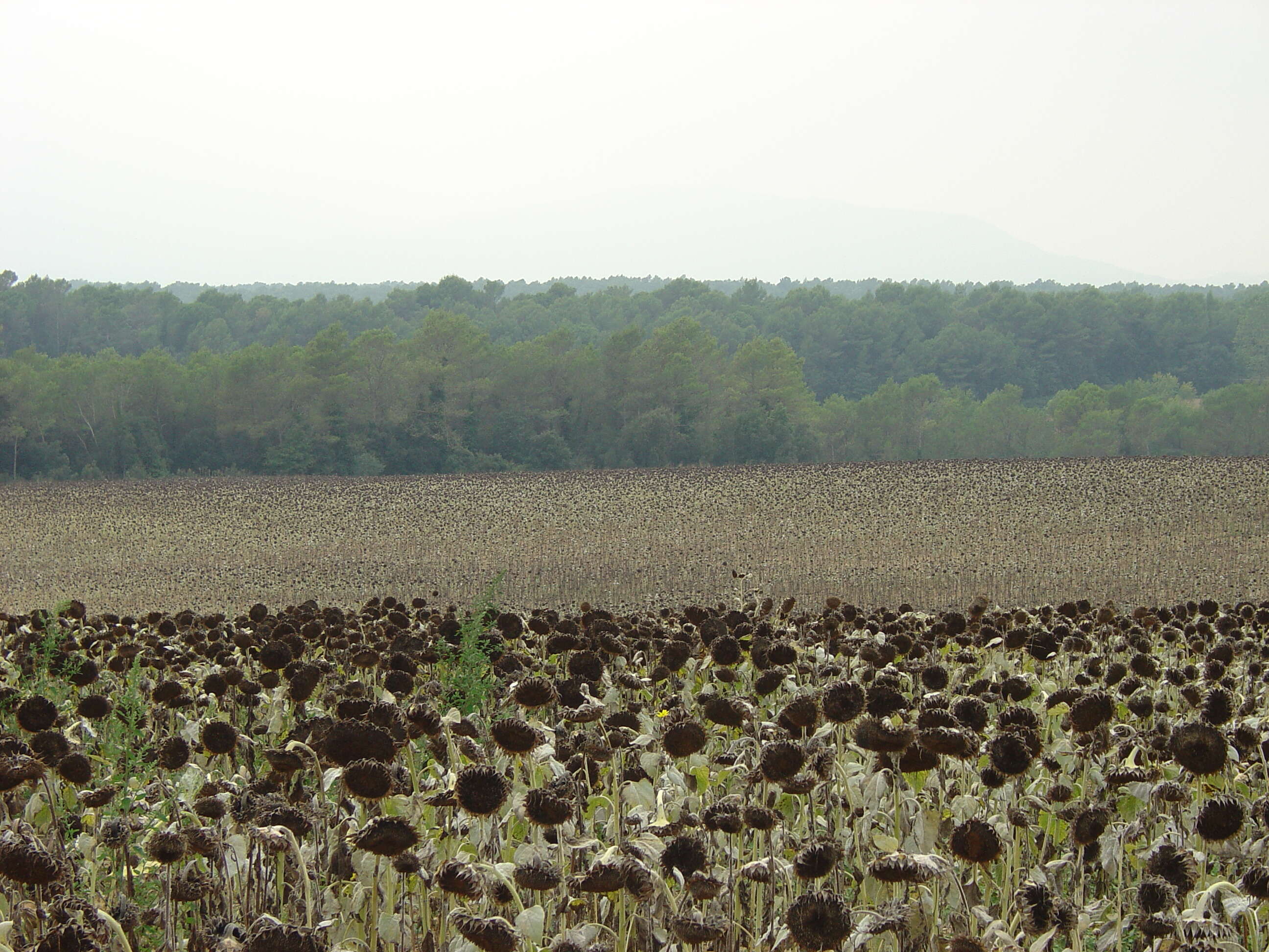 Image of common sunflower