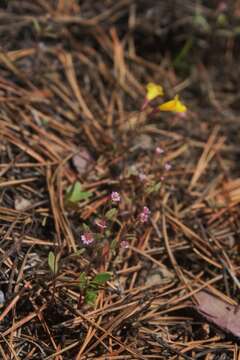 Image of Erythranthe washingtonensis