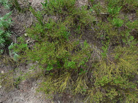 Image de Vaccinium scoparium Leiberg