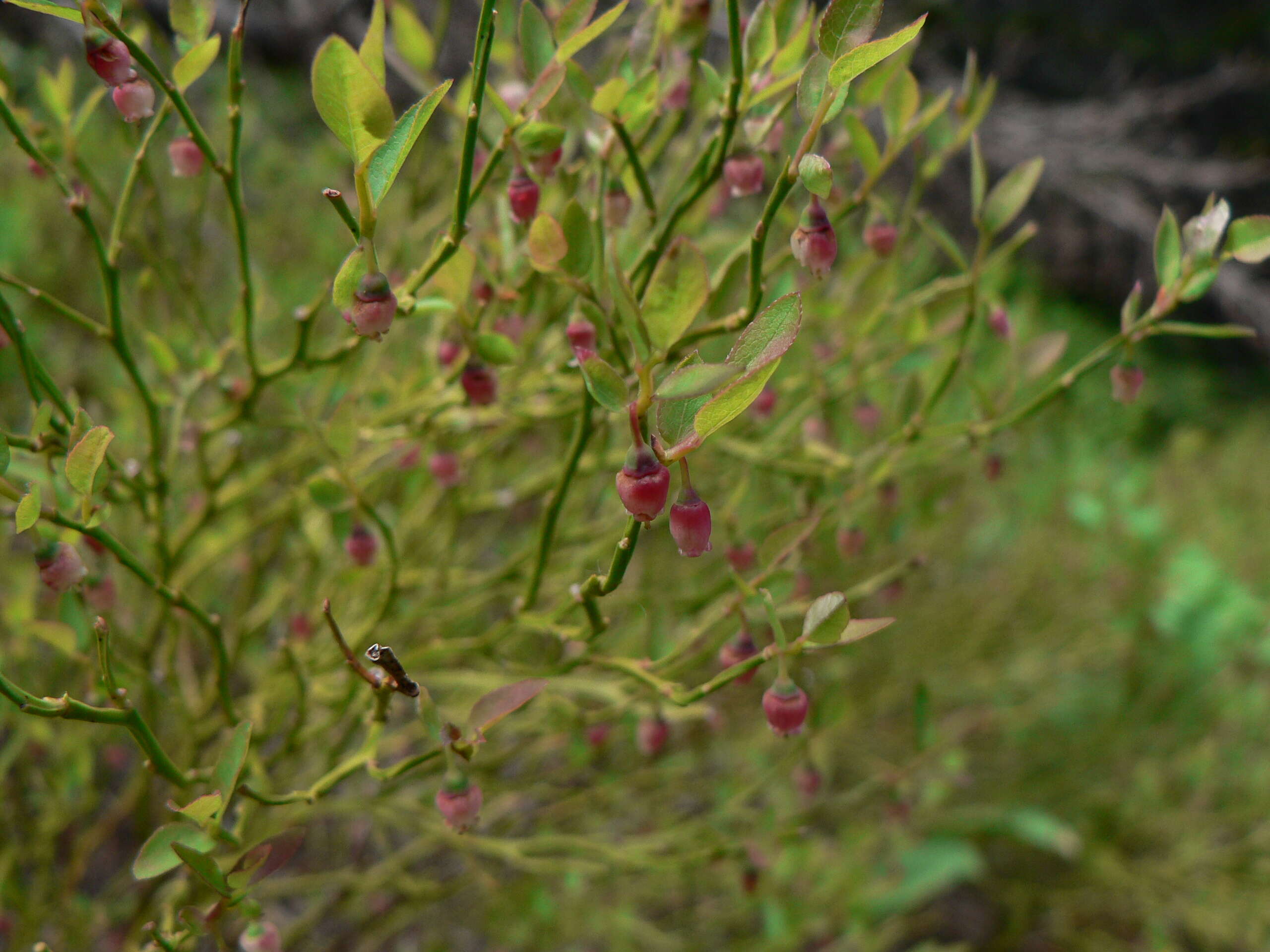 Image of grouse whortleberry