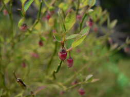 Image of grouse whortleberry