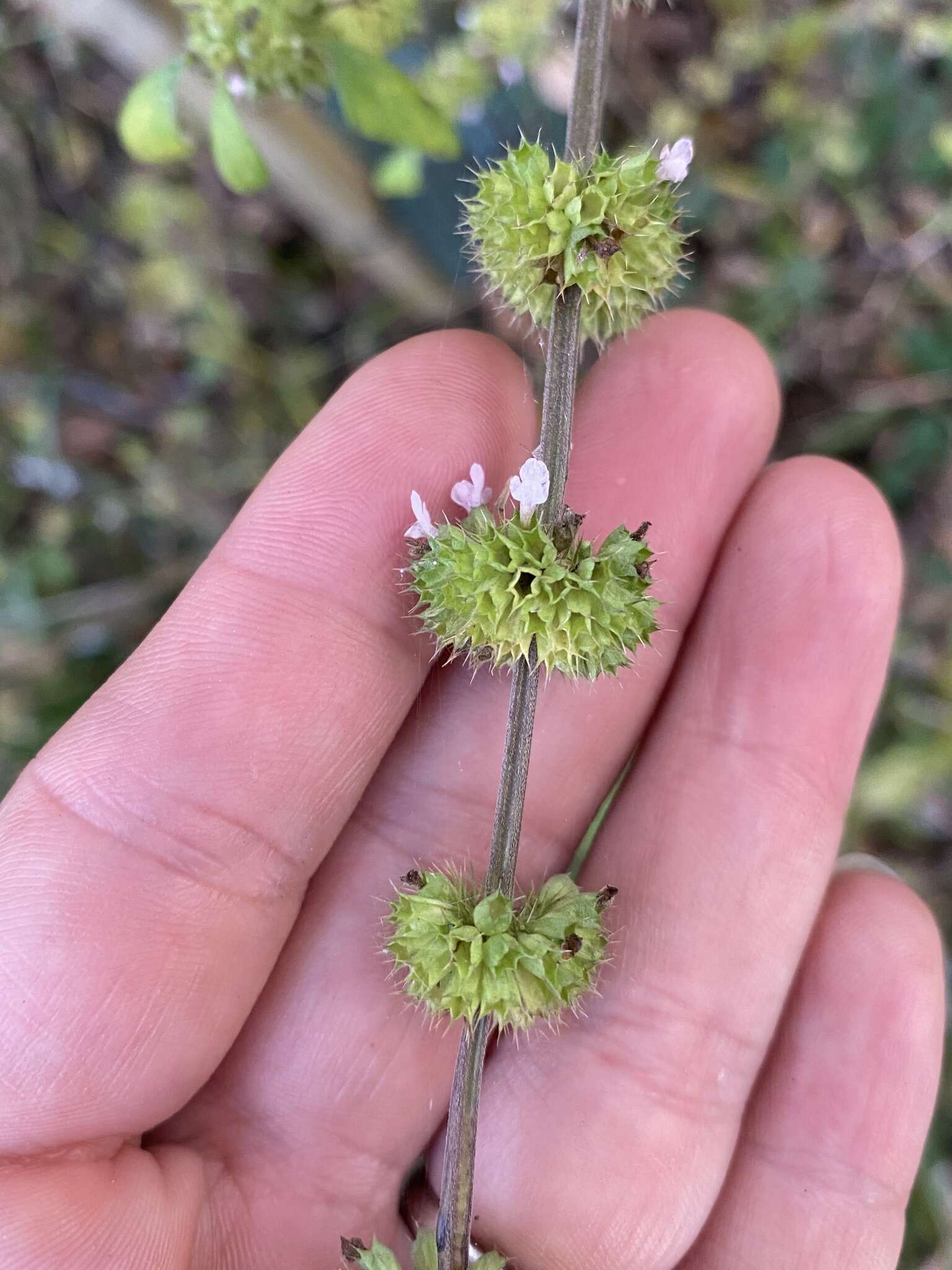 鬃尾草属的圖片