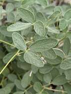 Image of small-leaf snoutbean