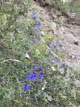 Image of Rocky Mountain larkspur