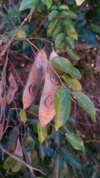 Image of Dalbergia bracteolata Baker