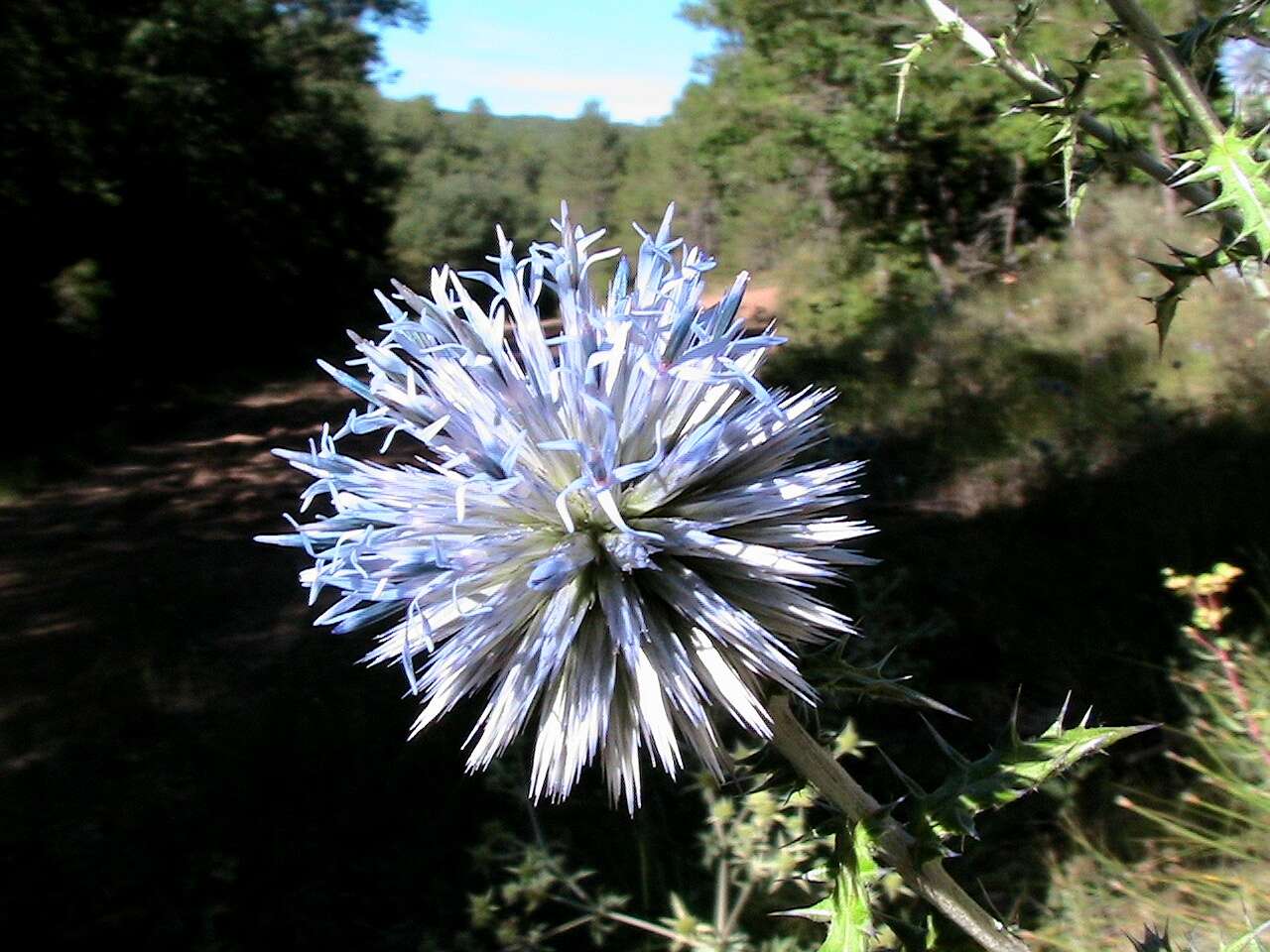 Image of southern globethistle