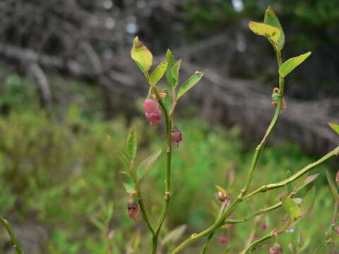 Image de Vaccinium scoparium Leiberg