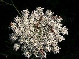 Image of Queen Anne's lace