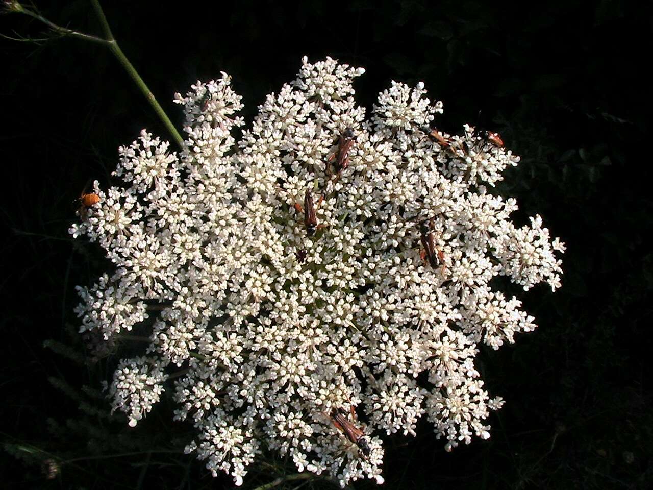 Image of Queen Anne's lace