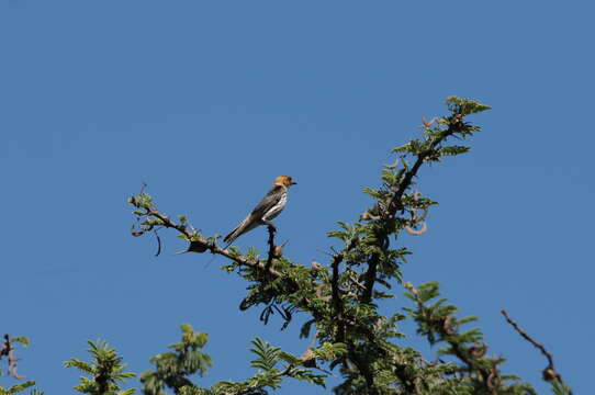 Cecropis abyssinica (Guérin-Méneville 1843) resmi