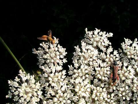 Image of Queen Anne's lace