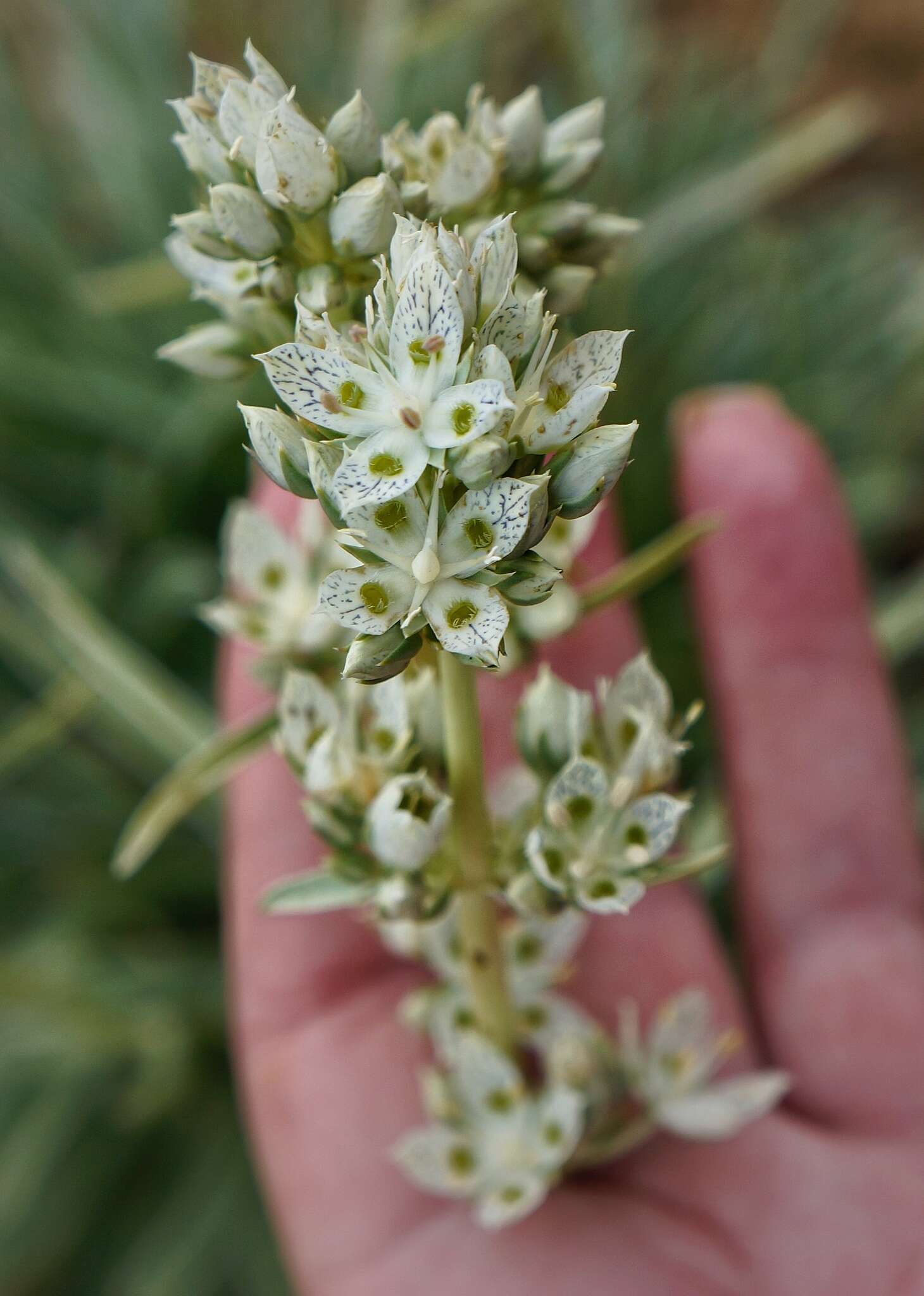 Image of pine green gentian