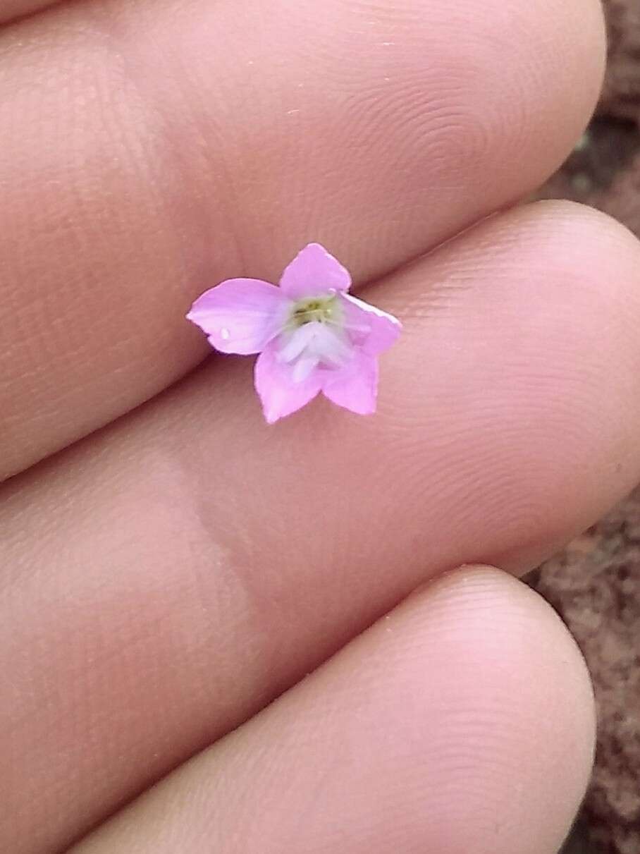 Plancia ëd Bryantiella palmeri (S. Watson) J. M. Porter