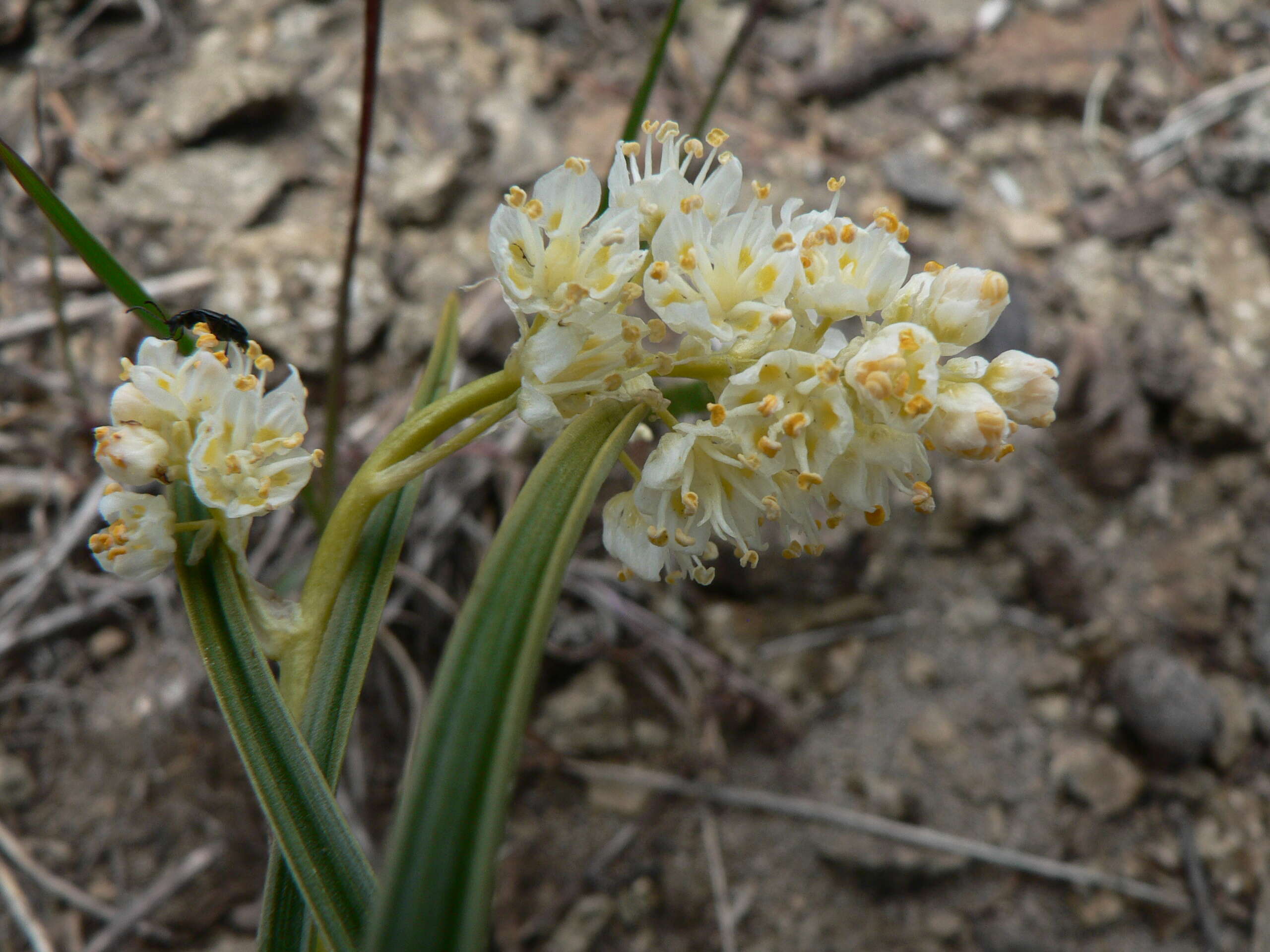 Image of meadow death camas