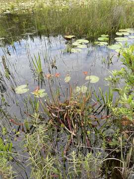 Image of Gulf pitcherplant