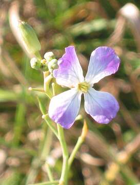 Image of cultivated radish