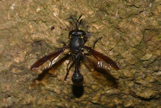 Image of Monoceromyia obscura (Brunetti 1907)