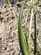 Image of meadow death camas