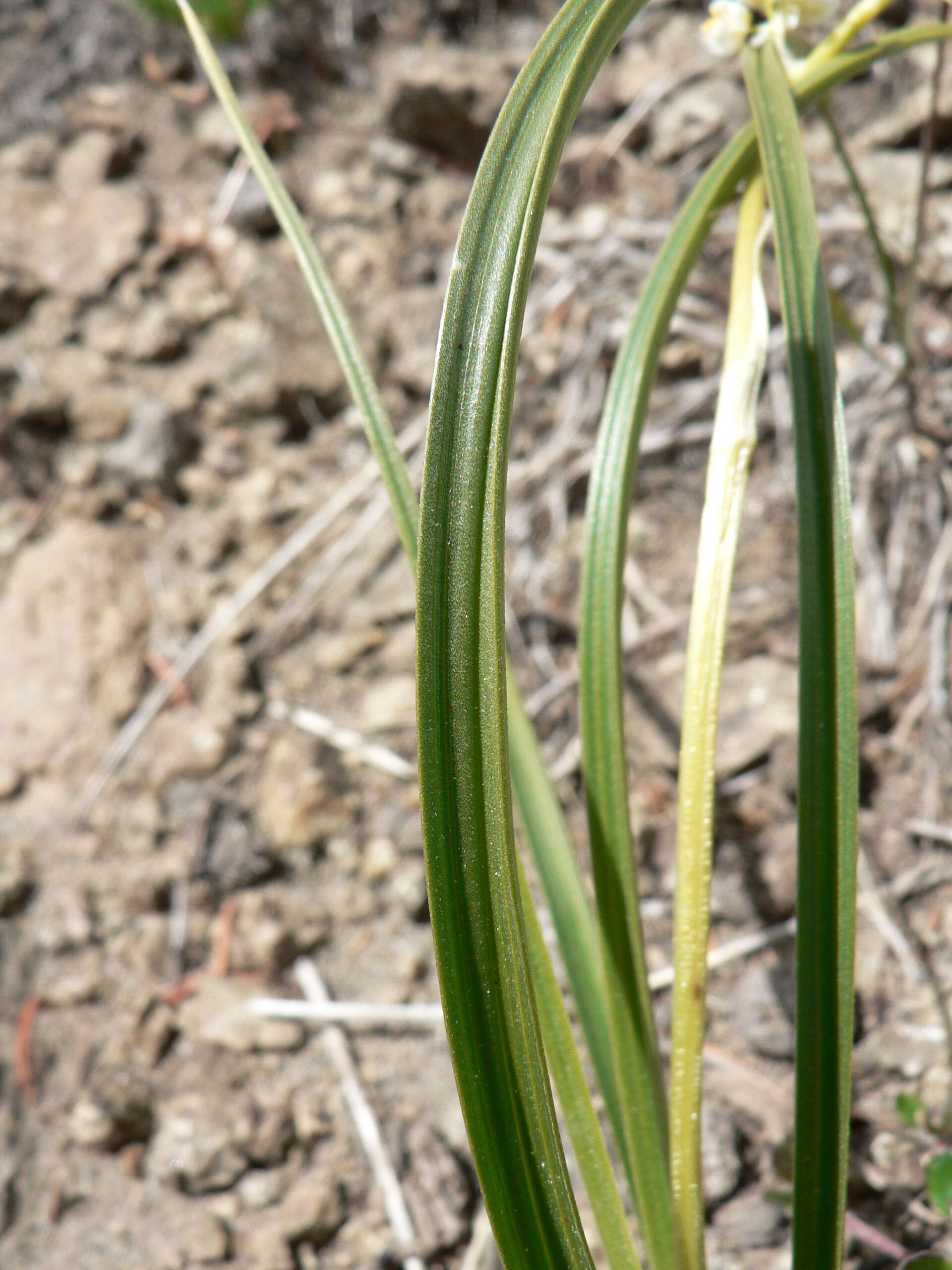 Image of meadow death camas