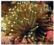 Image of Mushroom coral