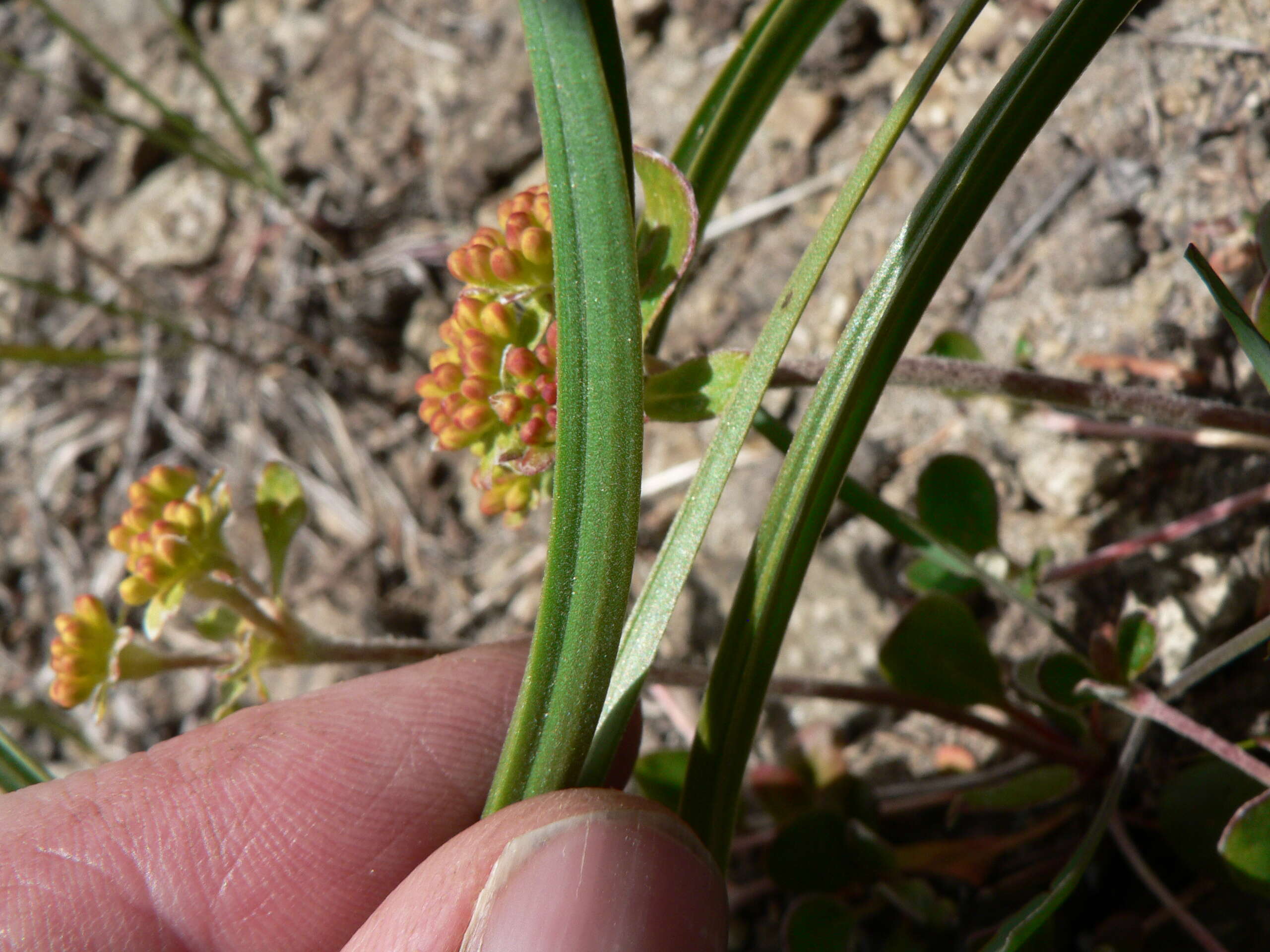 صورة Toxicoscordion venenosum (S. Watson) Rydb.