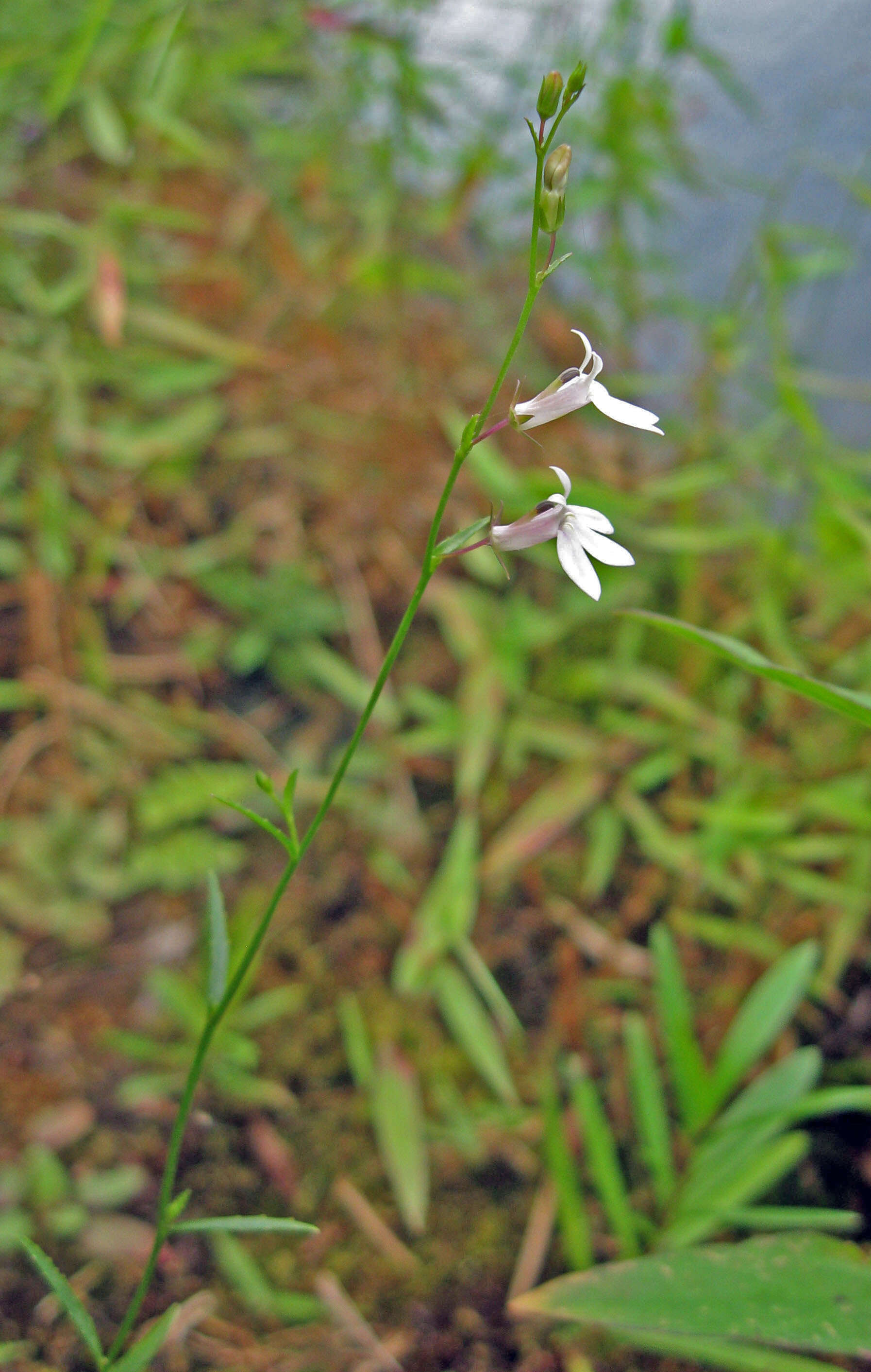 Image of Nuttall's lobelia