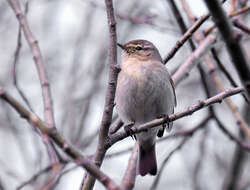 Image of Common Chiffchaff