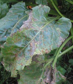 Image of Beta vulgaris subsp. vulgaris Altissima