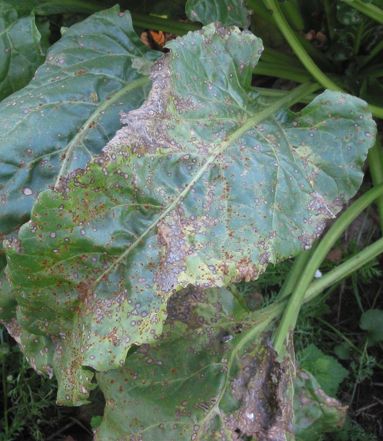 Image of Beta vulgaris subsp. vulgaris Altissima