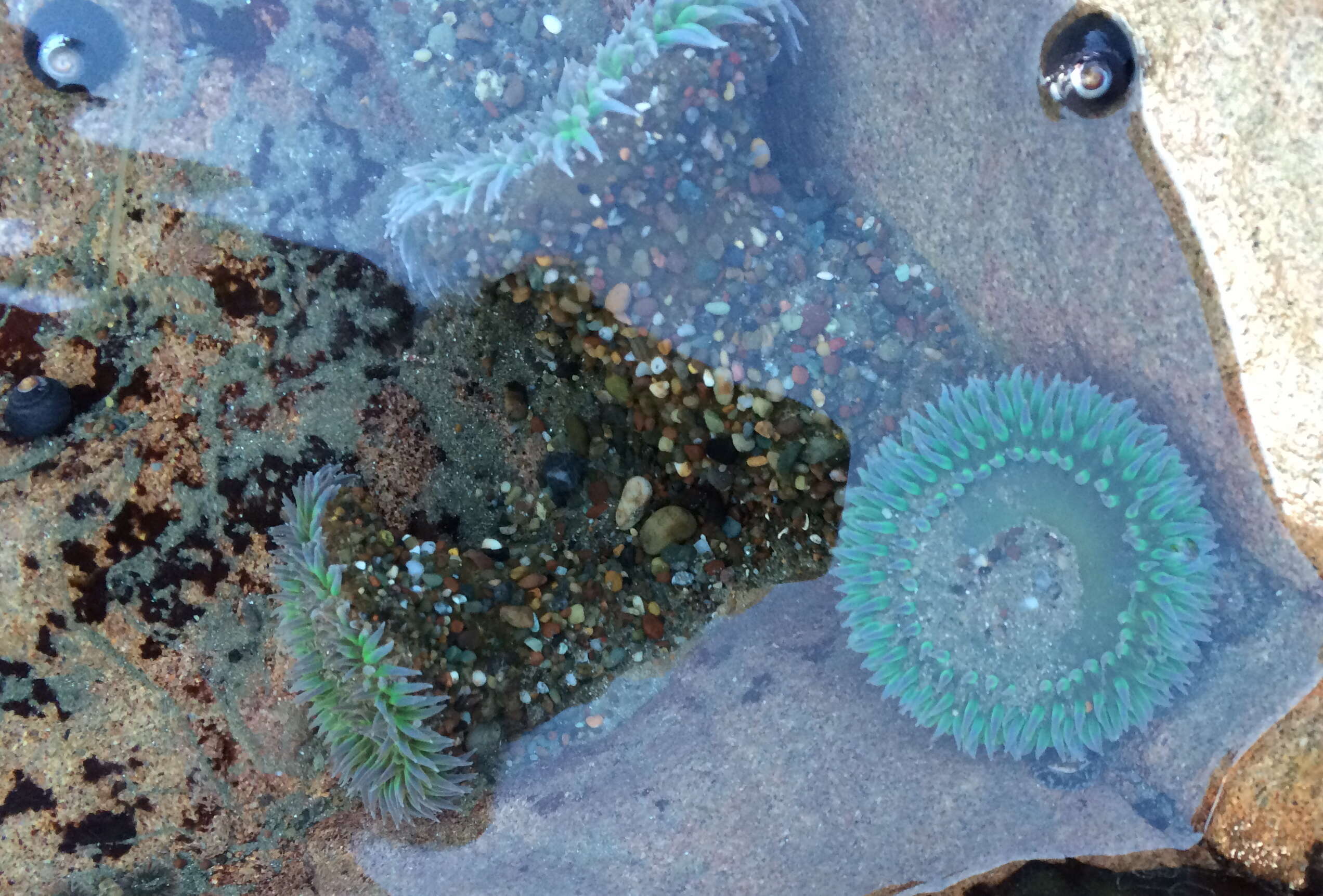 Image of giant green anemone