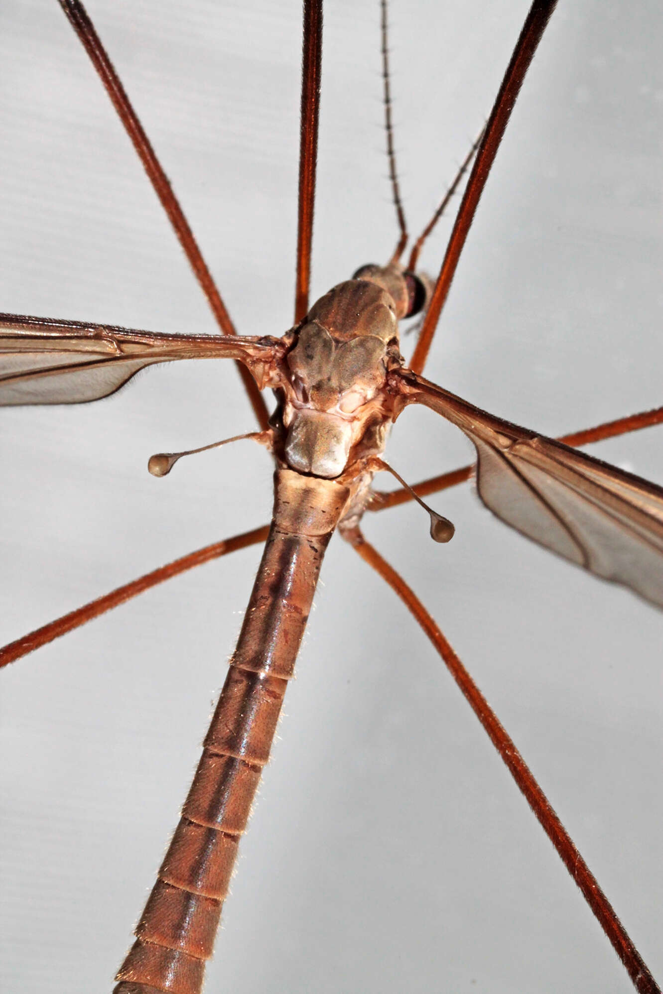 Image of Marsh crane fly