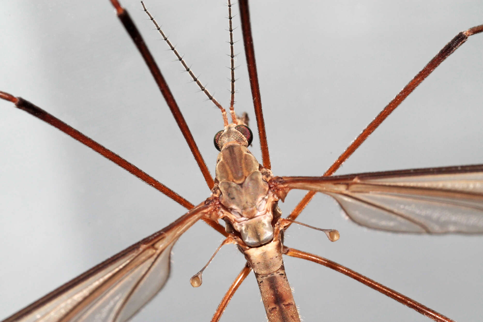 Image of Marsh crane fly