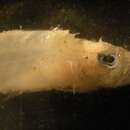 Image of Cristal Goby
