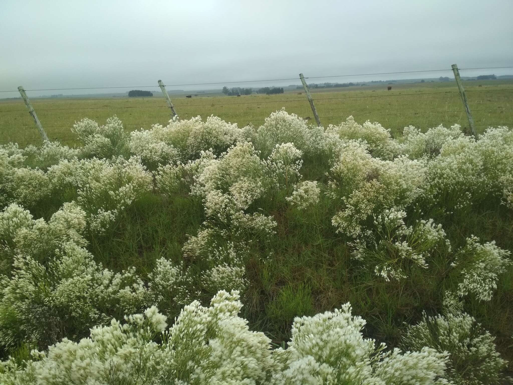 Image of Baccharis notosergila Griseb.