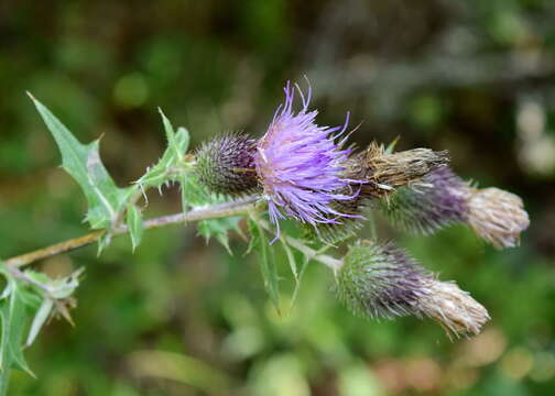 Image of Cirsium laniflorum (M. Bieb.) Fischer