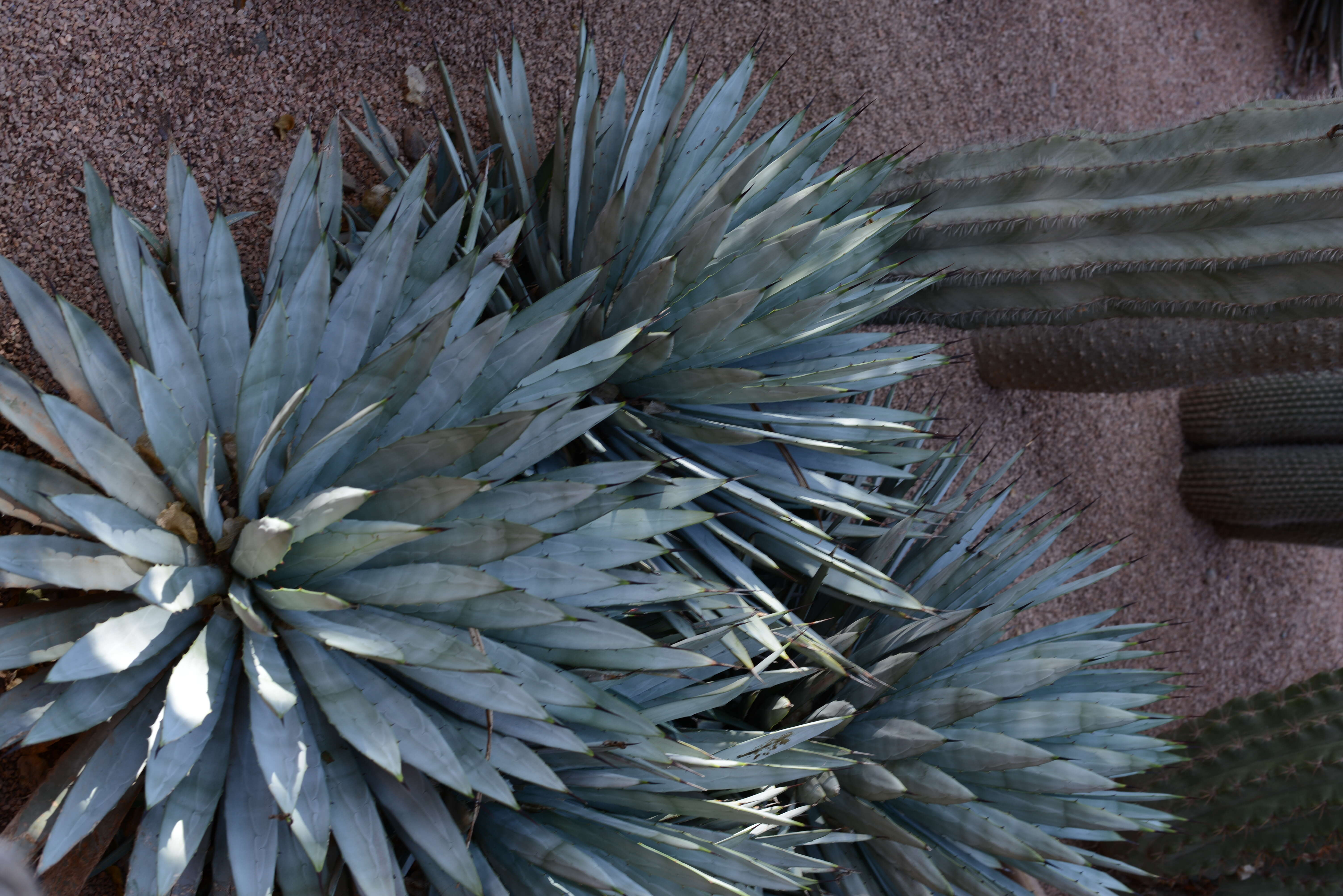 Agave macroacantha Zucc. resmi