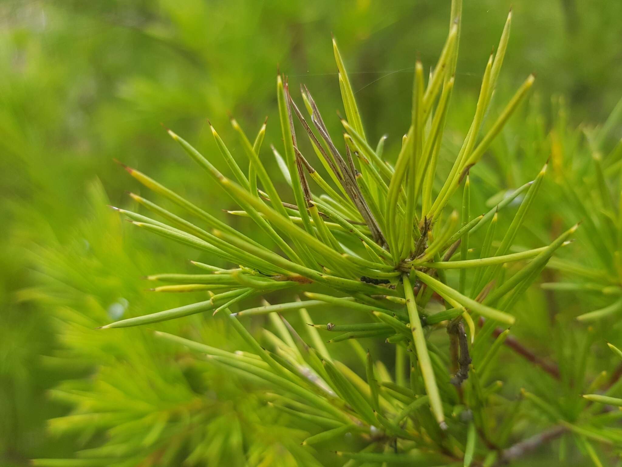 Image of Grevillea rosmarinifolia A. Cunn.