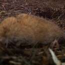 Image of Red Tree Vole