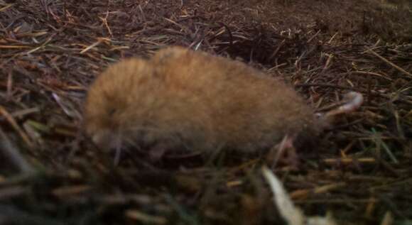 Image of Red Tree Vole