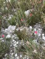 Plancia ëd Gladiolus carmineus C. H. Wright