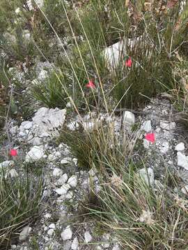 Plancia ëd Gladiolus carmineus C. H. Wright