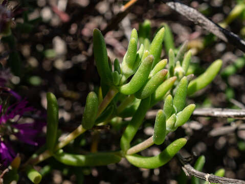 Image of Delosperma acocksii L. Bol.