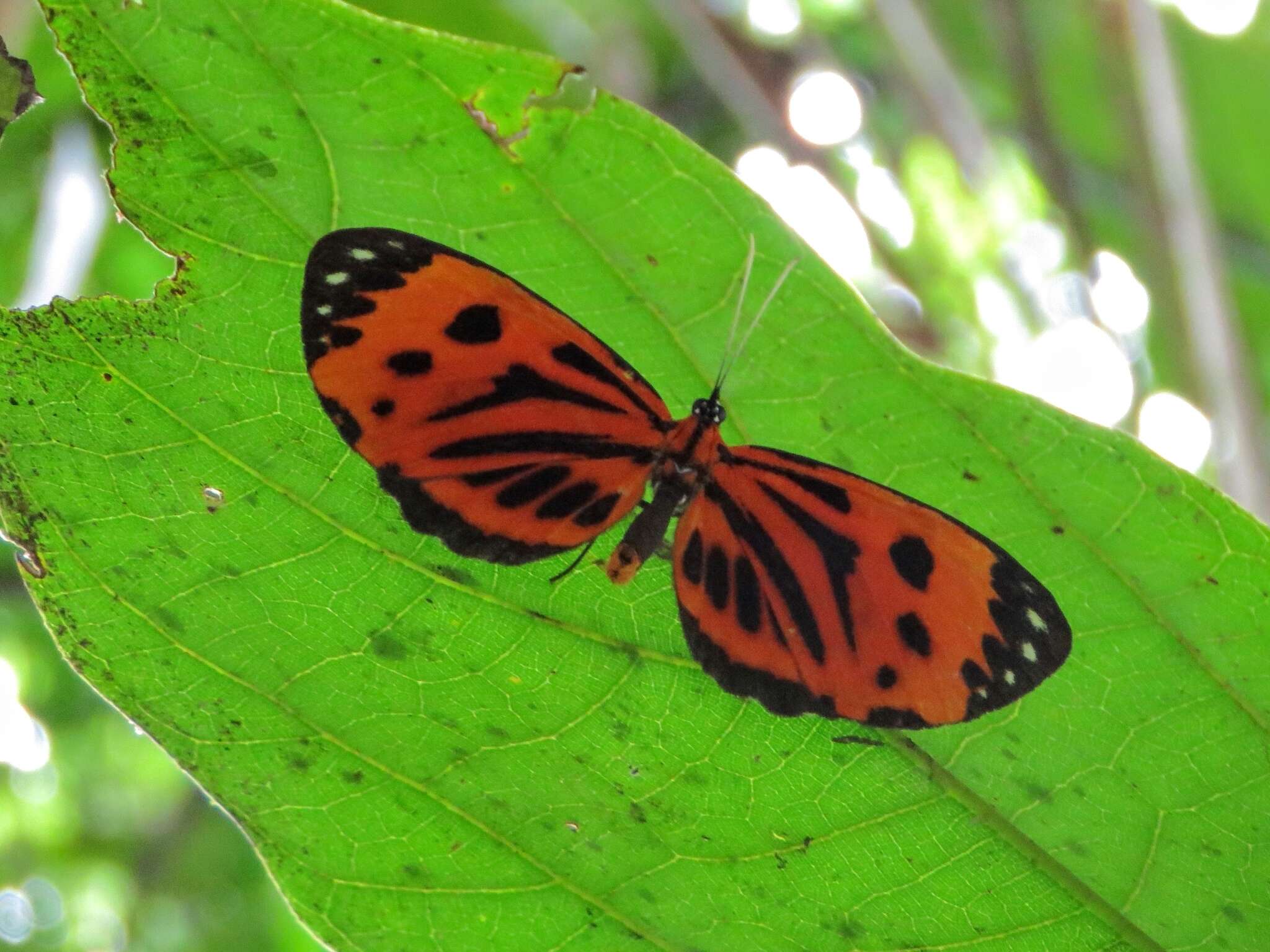 Image of Stalachtis calliope (Linnaeus 1758)