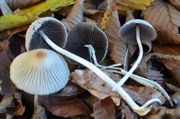 Image of Coprinellus impatiens (Fr.) J. E. Lange 1938