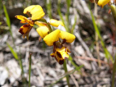 Plancia ëd Diuris laxiflora Lindl.