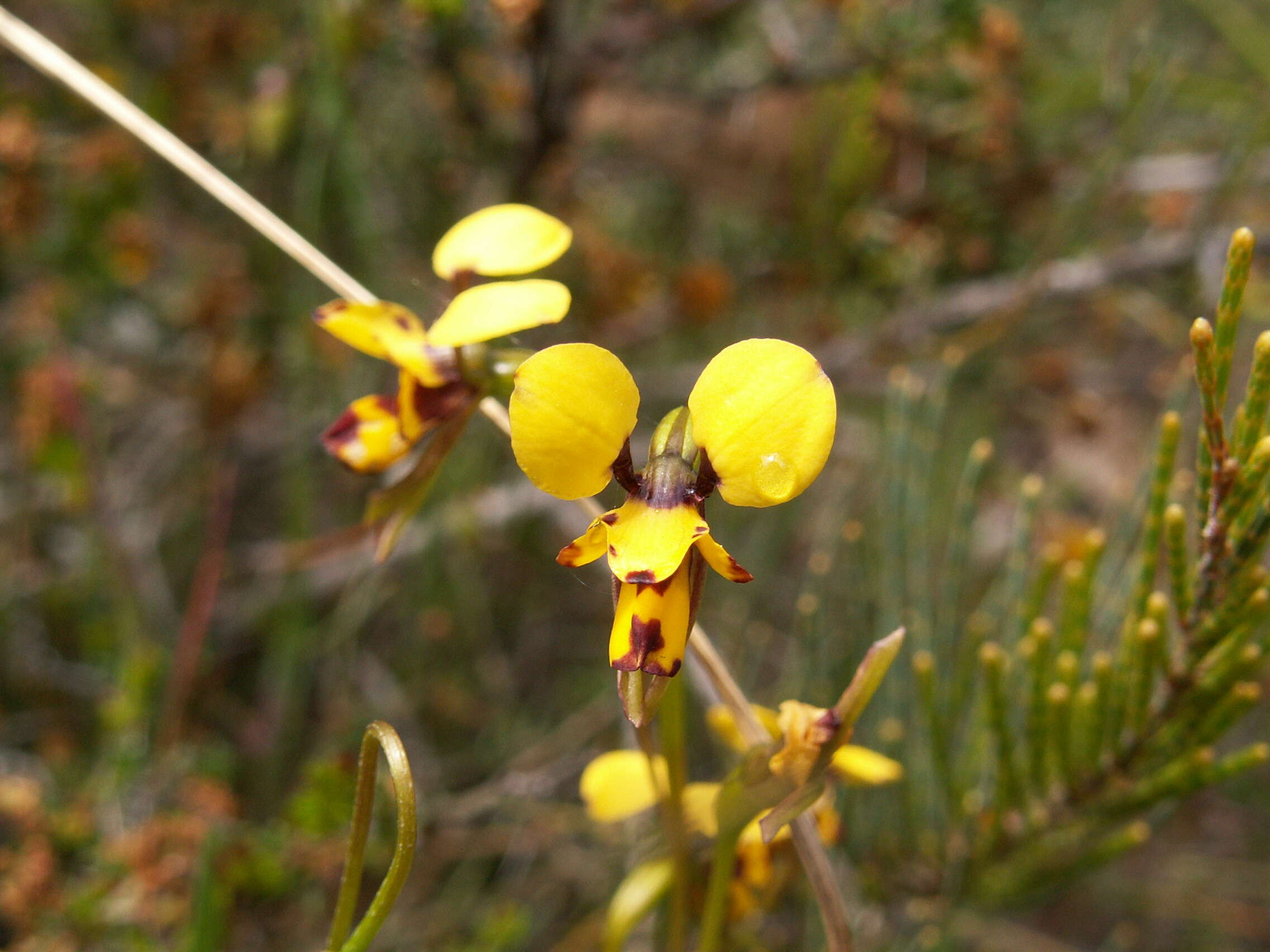 Image de Diuris laxiflora Lindl.